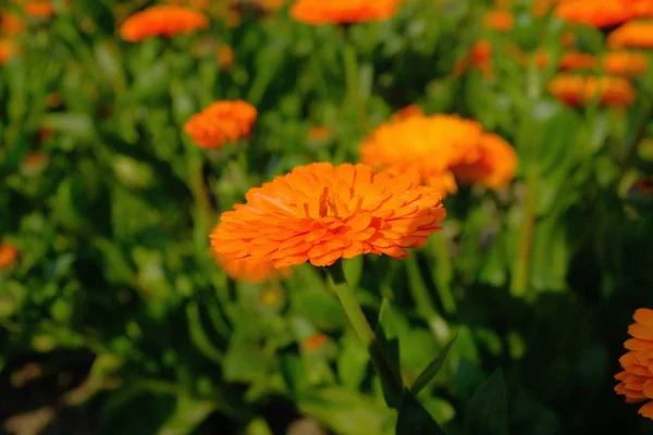 Close Shot Orange Flower Blurred Natural Background Daytime — Stock Photo, Image