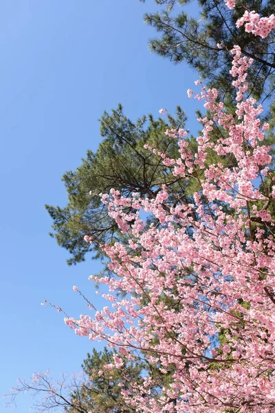 Colpo Verticale Bellissimo Albero Con Fiori Rosa Cielo Limpido Sullo — Foto Stock