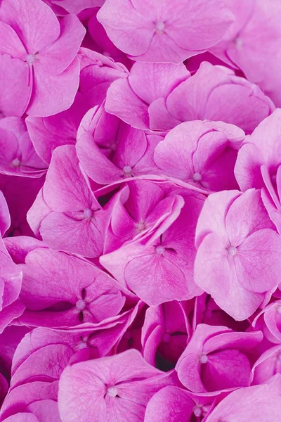 Красивый крупный план розовых лепестков цветов — стоковое фото