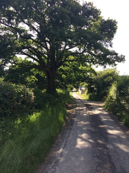 Plan vertical d'un sentier au milieu d'un champ herbeux avec des arbres et des plantes le jour — Photo