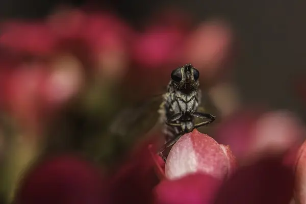 Closeup tiro focado de um inseto empoleirado em pétalas de flor rosa — Fotografia de Stock