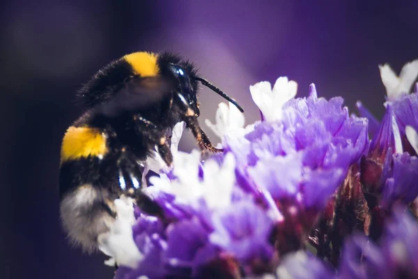 Közelkép egy méhről, amint nektárvirágot gyűjt egy lila virágból. — Stock Fotó