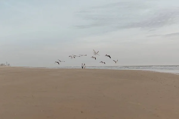 Gyönyörű kép egy homokos strandról, szerelmespárral a távolban sétálva és sirályokkal repkedve. — Stock Fotó