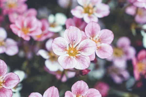 배경 이 흐린 분홍색의 다섯 개의 꽃잎이 달린 아름다운 꽃봉오리를 클로즈업 사진 — 스톡 사진