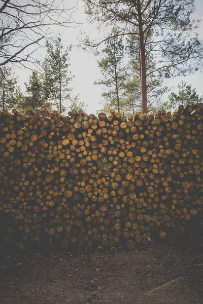 昼間の背景に木のある茶色の薪の山の垂直ショット — ストック写真