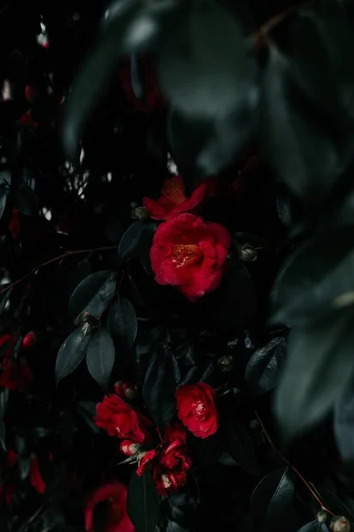 Tiro seletivo do foco de rosas vermelhas bonitas do jardim com folhas verdes — Fotografia de Stock