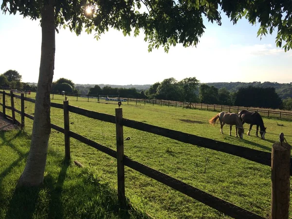 Beau plan de chevaux dans un champ herbeux entouré d'une clôture en bois le jour — Photo