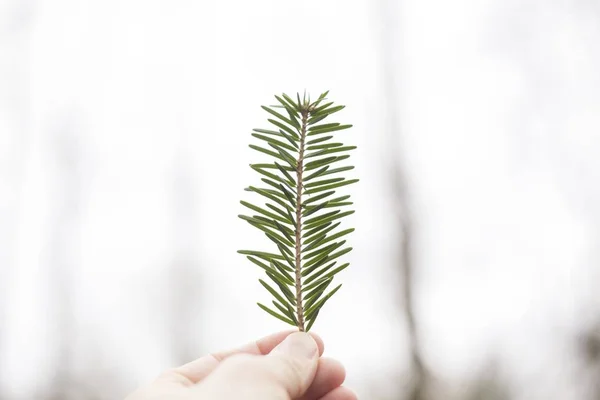 Selektywne zbliżenie zielonego liścia jodły z rozmytym tłem — Zdjęcie stockowe