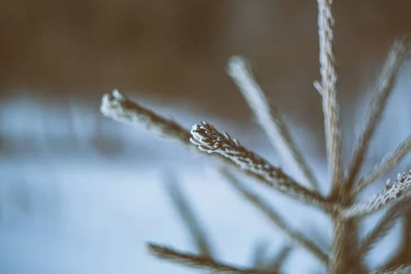 Close-up shot van een dennenboom tak met een wazige achtergrond — Stockfoto