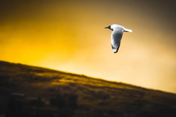 Selektywne ujęcie białego ptaka lecącego podczas zachodu słońca — Zdjęcie stockowe