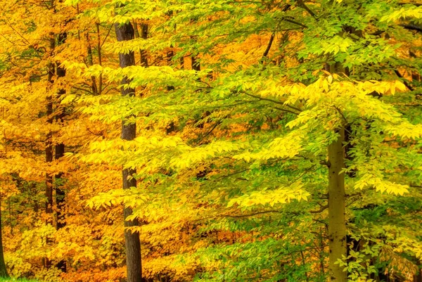 Schöne lebhafte farbige Bäume im Herbst im Park — Stockfoto