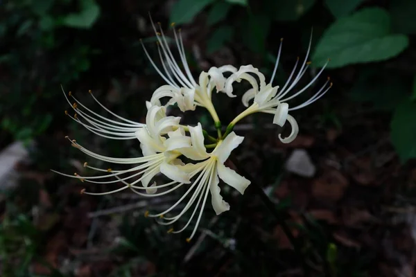 Overhead shot of a white exotic flower with a blurred background