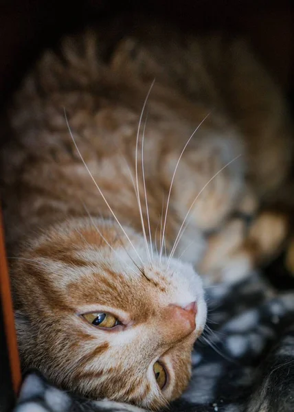 Vertikal selektiv närbild skott av en ingefära tabby katt — Stockfoto