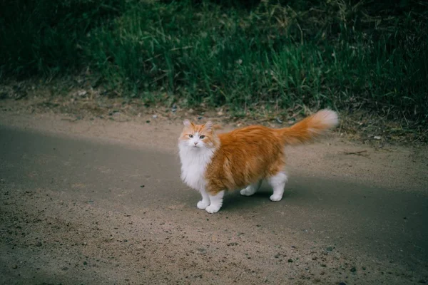 Selektywne ujęcie białego i pomarańczowego futrzanego kota na ulicy w pobliżu pola trawy — Zdjęcie stockowe