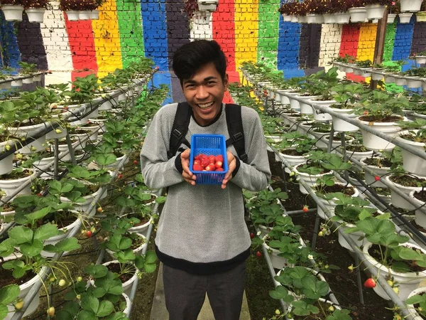 Ein Foto Von Einer Person Die Einen Korb Mit Erdbeeren — Stockfoto