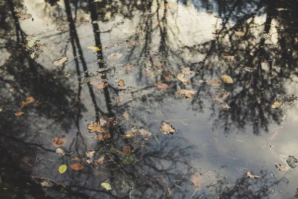 Gyönyörű víz, levelekkel, amik tükrözik a fákat nappal. — Stock Fotó