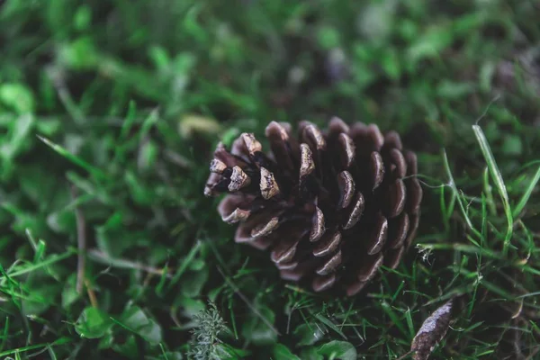 Gros plan sélectif d'un cône de pin dans l'herbe verte avec un fond flou — Photo