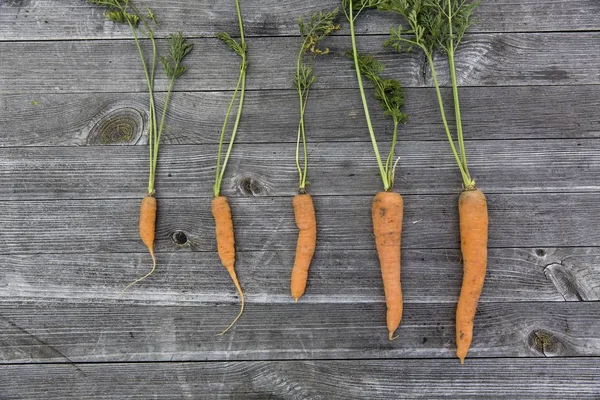 Plan grand angle de carottes de différentes tailles sur une surface en bois — Photo