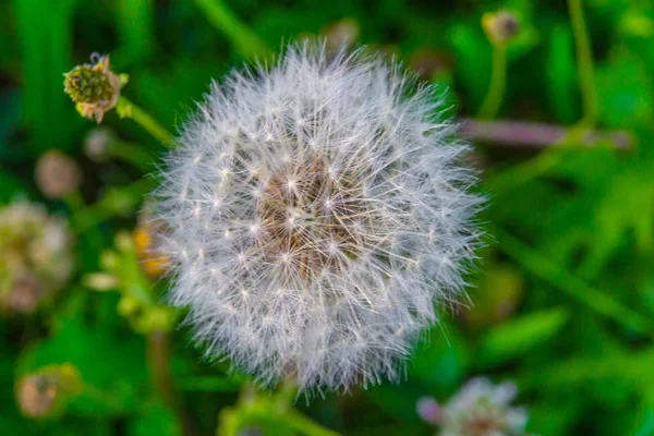 Selective focused shot of a puffy dandelion with seeds exposed and greenery in the background — 스톡 사진