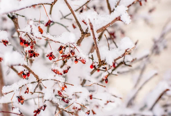 Piękne ujęcie niesamowitej scenerii pokrytej śniegiem wsi w Pensylwanii — Zdjęcie stockowe