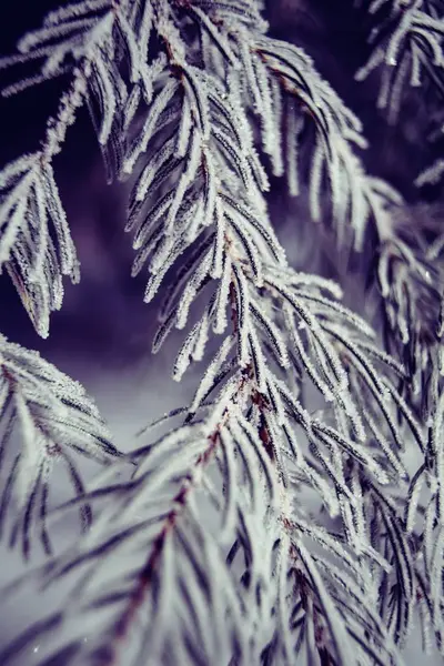 Селективный крупный план ветки сосны, покрытой снегом зимой — стоковое фото
