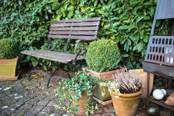靠近长椅、背景模糊的植物近照 — 图库照片