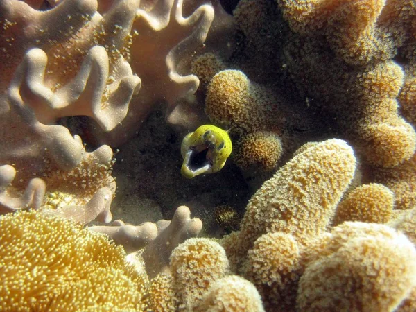 Foto aérea de un pez amarillo con la boca abierta cerca de las plantas bajo el agua —  Fotos de Stock