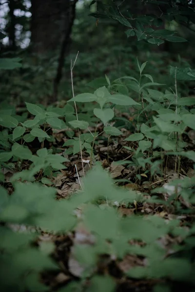 Tiro vertical de plantas de hoja verde sobre el fondo del bosque —  Fotos de Stock
