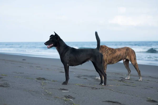 Wide shot of black and brown dogs on the beach under the beautiful blue sky — ストック写真