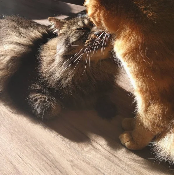 Primer plano de marrón y naranja tabby gatos jugando entre sí — Foto de Stock