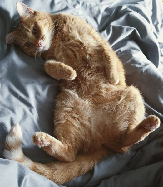 Gros plan d'un mignon chat brun couché sur le dos avec le ventre exposé — Photo