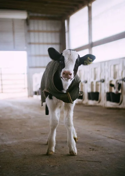 Pionowe ujęcie selektywne białej i czarnej krowy w stodole — Zdjęcie stockowe