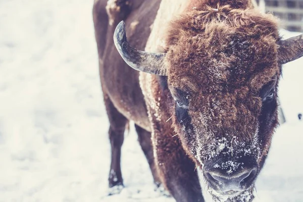 Primer plano de un bisonte marrón en una zona nevada —  Fotos de Stock