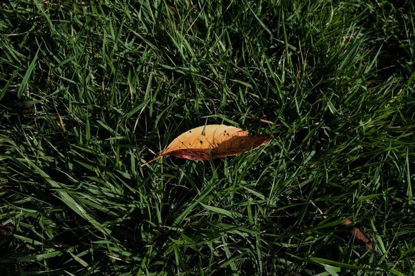 Fechar tiro de uma folha seca em um campo gramado durante o dia — Fotografia de Stock