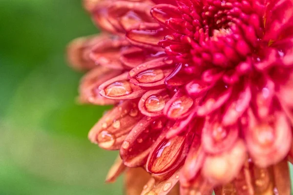 Selective focus closeup shot of a beautiful Dahlia flower growing in a field — Stock Photo, Image