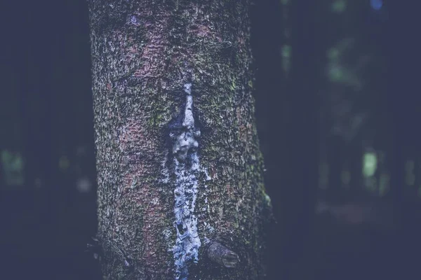 Primer plano de disparo selectivo de un tronco de árbol con una talla sobre un fondo borroso — Foto de Stock