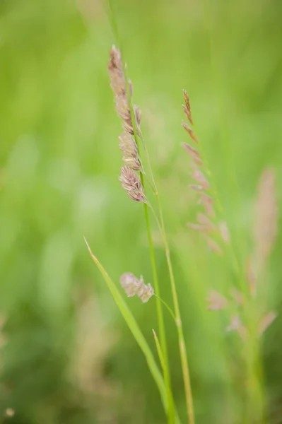 Closeup tiro vertical de vegetação bonita no campo — Fotografia de Stock