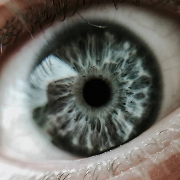 Nahaufnahme eines blauen menschlichen Auges mit Vögeln, die sich auf der Netzhaut spiegeln — Stockfoto