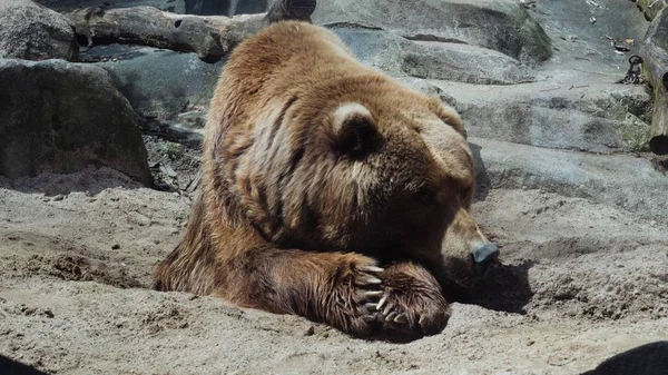 Selektywne zbliżenie niedźwiedzia grizzly leżącego — Zdjęcie stockowe