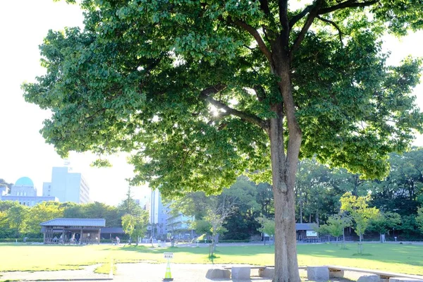 Fechar tiro de uma árvore de folhas verdes em um parque com edifícios da cidade no fundo — Fotografia de Stock
