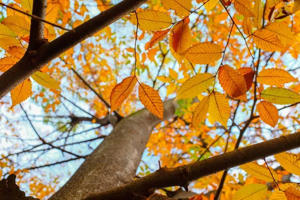 공원의 날이른 가을의 아름다운 — 스톡 사진