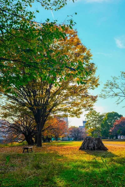 Krásná Scenérie Časného Podzimu Slunečného Dne Parku — Stock fotografie