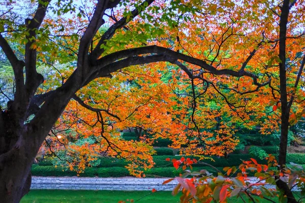 公園の晴れた日の初秋の美しい景色 — ストック写真