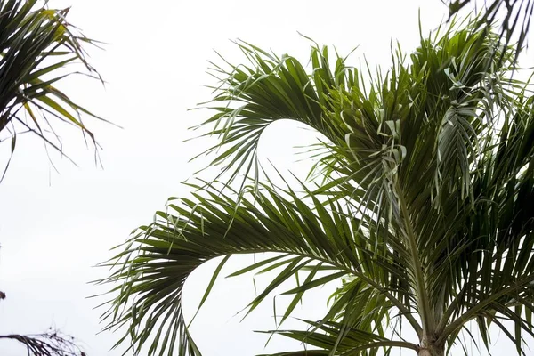 Тесный снимок пальмовых листьев на фоне облачного неба — стоковое фото