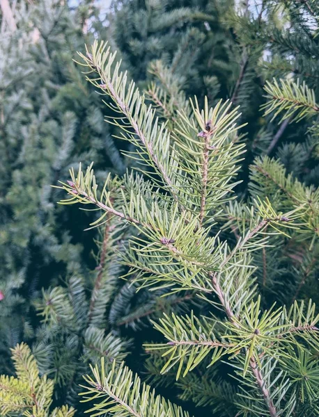 Captura vertical de enfoque superficial de agujas de pino verde en un bosque de pinos —  Fotos de Stock