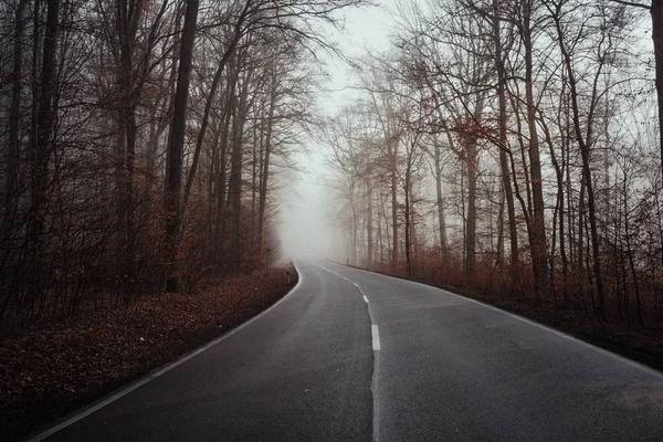 Beautiful shot of a narrow curvy road in the middle of a dark scary forest covered in fog — 스톡 사진