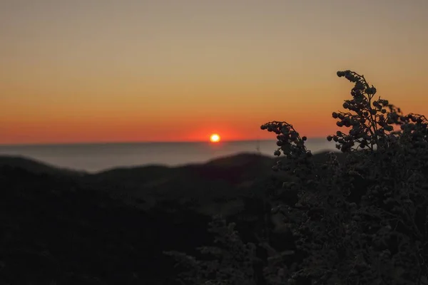 Hermosa toma de una planta en la orilla del mar con el fondo de la puesta del sol — Foto de Stock