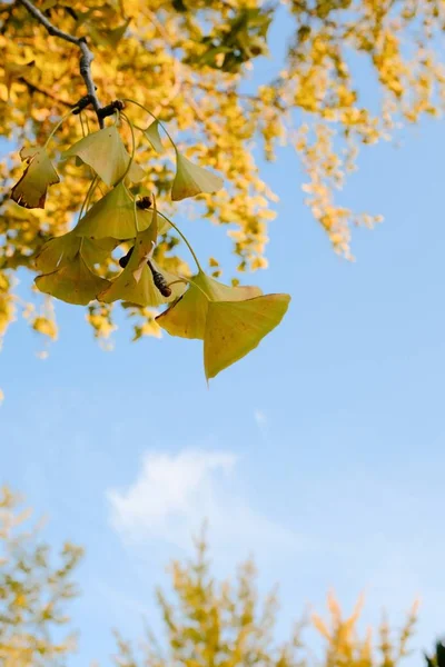 Piękna Sceneria Wczesnej Jesieni Słoneczny Dzień Parku — Zdjęcie stockowe