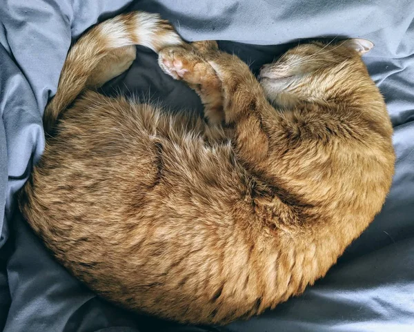 Tiro de close-up de um gato de mesa de gengibre abraçado em um tecido azul — Fotografia de Stock