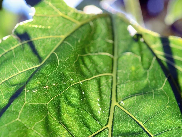 Closeup tiro focado de uma grande folha verde com luz solar brilhando sobre ele — Fotografia de Stock